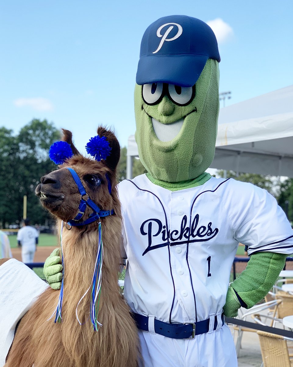 Rojo the Llama was one of Dillon's best friends. We found some of this exclusive merch from when we celebrated his retirement. Commemorate the GOAT of llamas with our Rojo X Dillon merch! #OnSaleNow #getpickled🥒🦙

Shop Here: bit.ly/3mcj65a