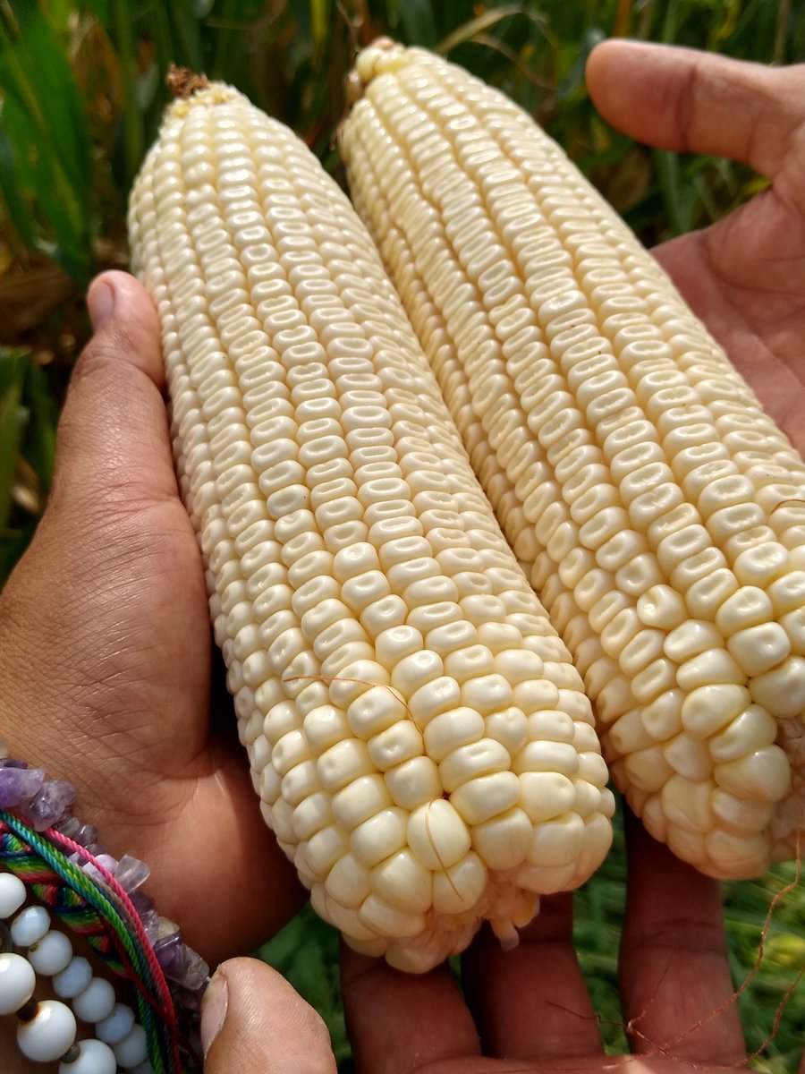 chelyds22's tweet photo. Recorrido por parcela del señor Alfonso Sandoval.#cueramaro ..muy satisfecho con los resultados del trabajo realizado,siembra, riego, fertilización. @AguaUso y capacitación @SDAyR_GTO. Trabajando para el campo guanajuatense. https://t.co/DQF5DK2Z0v