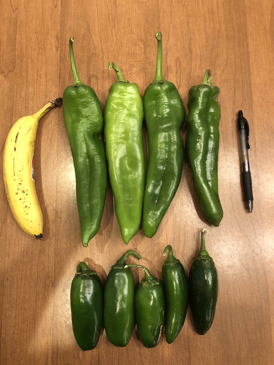 spcropdoc's tweet photo. Southeast New Mexico Chili Pepper production! Top Grower, sound Agronomic Practice and NACHURS products add nearly $1M to growers bottom line through bigger yields and better quality! https://t.co/eJwnSKJDWk