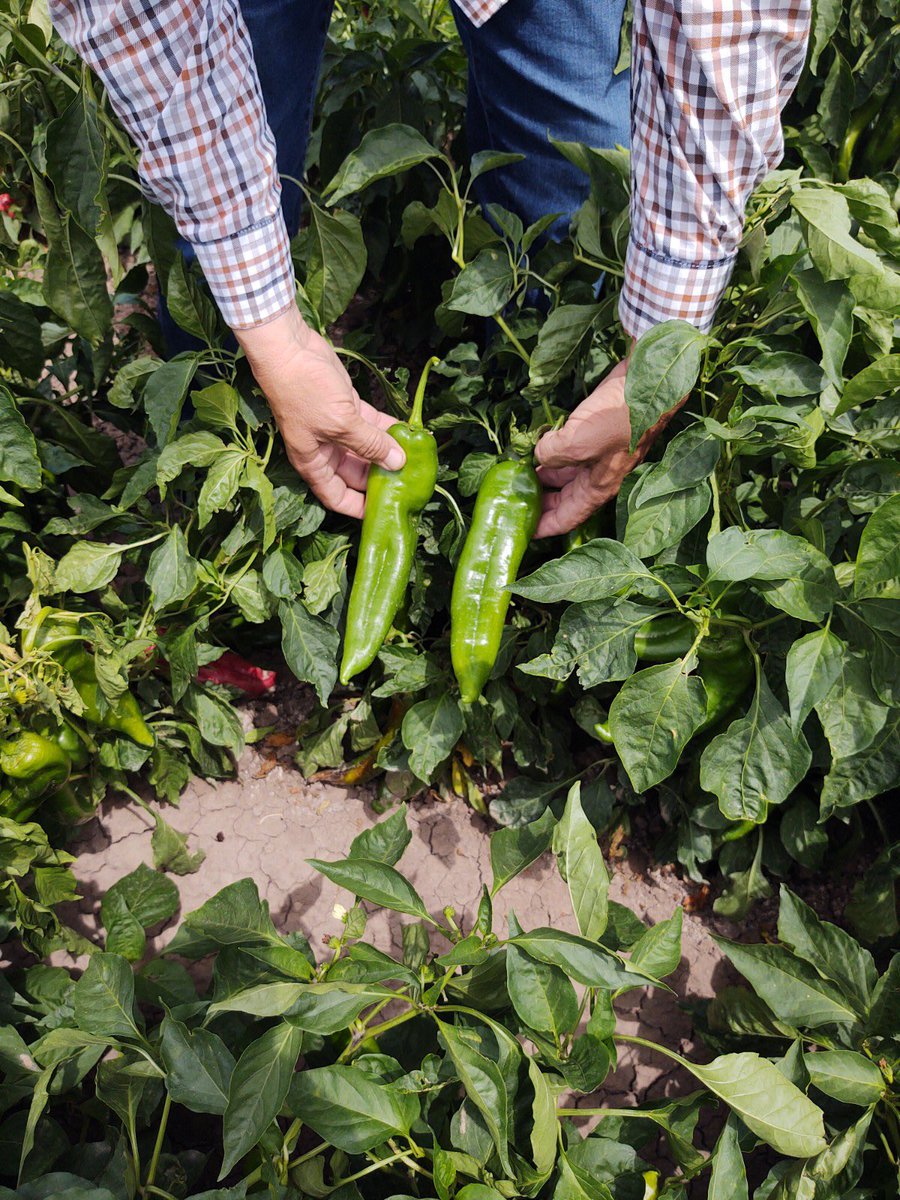 spcropdoc's tweet photo. Southeast New Mexico Chili Pepper production! Top Grower, sound Agronomic Practice and NACHURS products add nearly $1M to growers bottom line through bigger yields and better quality! https://t.co/eJwnSKJDWk