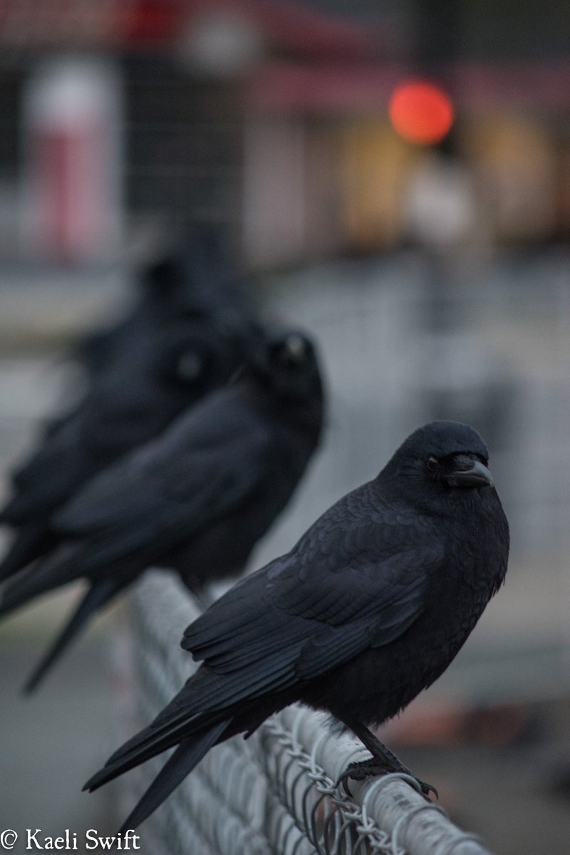 Chapter four: Roosting crows