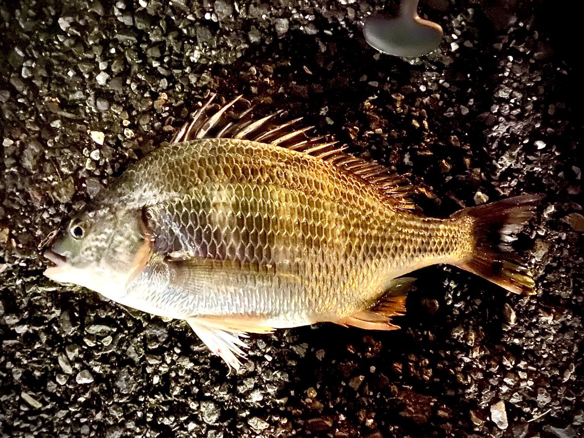 横乗アングラー 2ndチャレンジでチヌゲット 前回 尻尾だけ4つ喰われて終わったので小さかったけど メッチャ興奮した 暗かったからチヌだと思ってだけど 写真で見るとキビレっぽくも見える チヌであってる チヌムシ チヌとキビレの違い