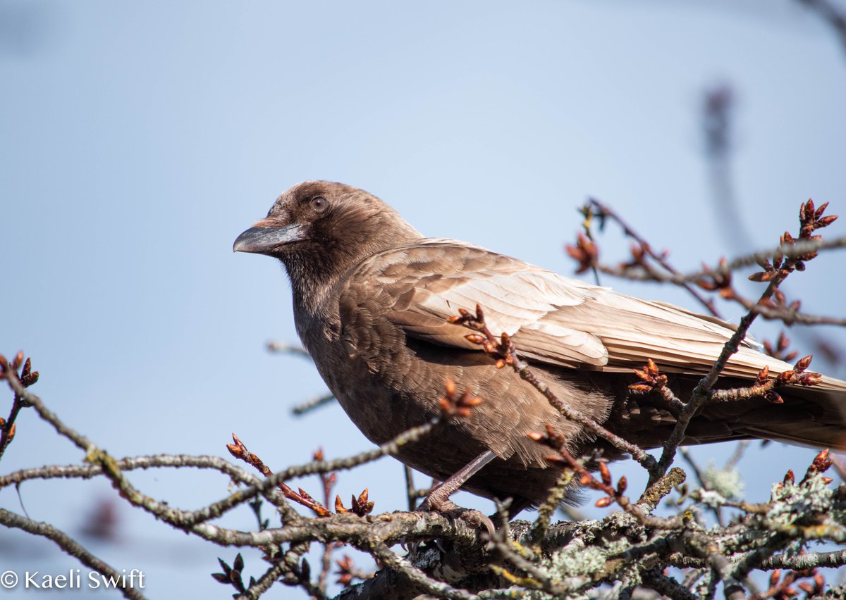 Chapter three: Leucistic crows (Find info on what makes these crows this color here:  https://corvidresearch.blog/2017/03/02/have-you-ever-seen-a-caramel-crow/)