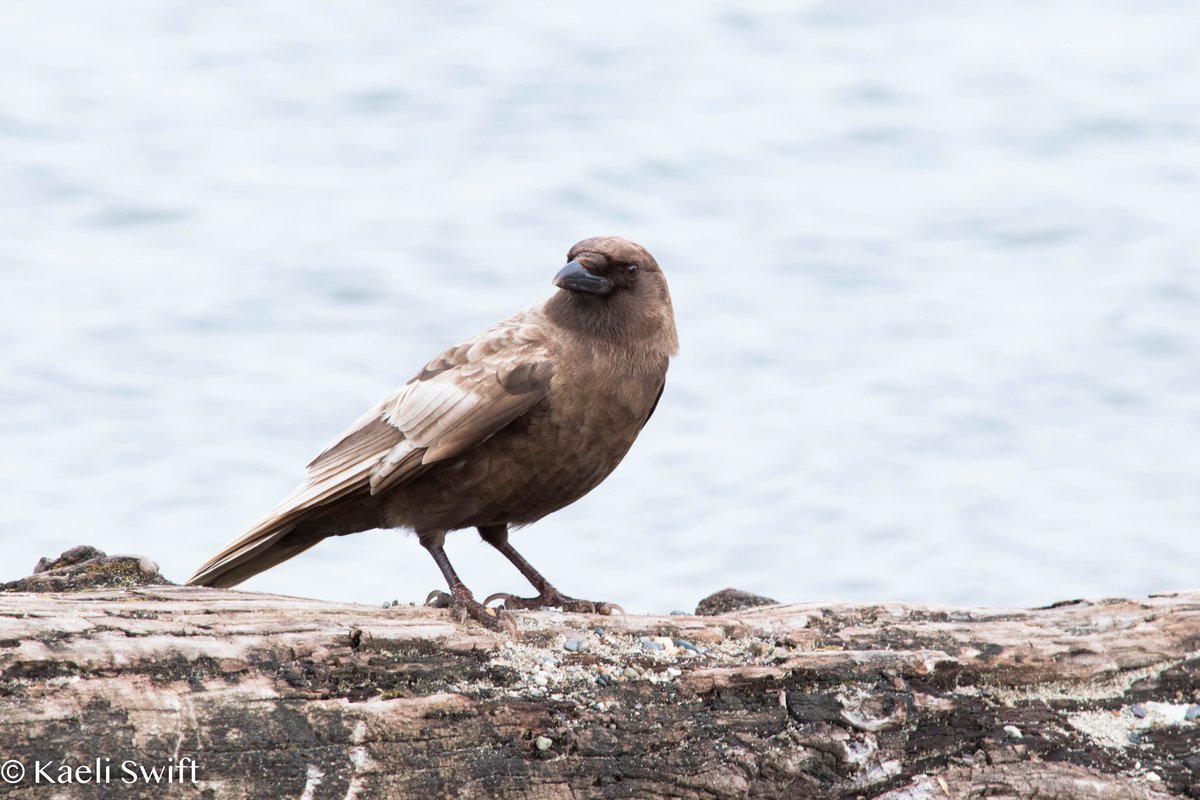 Chapter three: Leucistic crows (Find info on what makes these crows this color here:  https://corvidresearch.blog/2017/03/02/have-you-ever-seen-a-caramel-crow/)