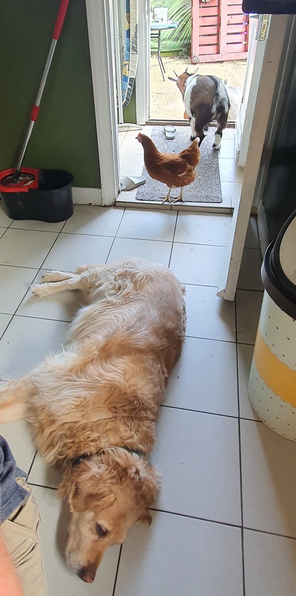 TommyBarwick2's tweet photo. @carolvorders @reallorraine dog, chicken and goat. 2 dogs, 2 chickens 2 goats....omg they are multiplying #dogs #chicken #goats #farm #chickens #goat #Smile #life #keepmesane #funny #love #CutenessOverload #cute #cutedog #cutechicken #Makeyouhappy https://t.co/AR7P62yM8e