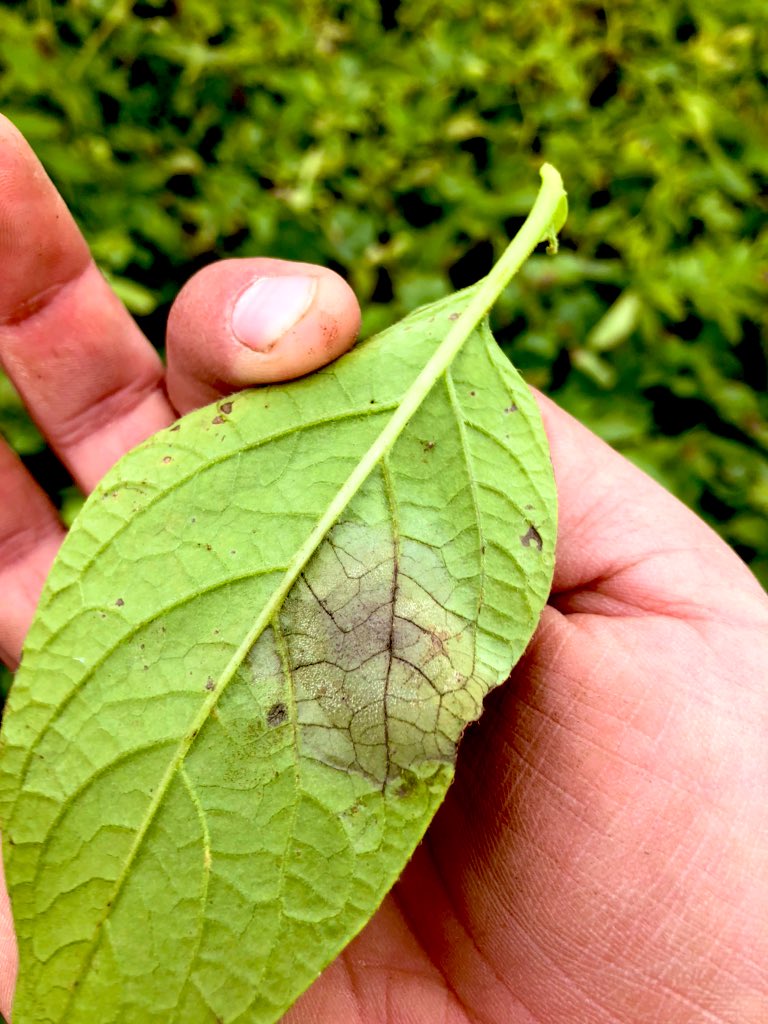 David Stead tweet media