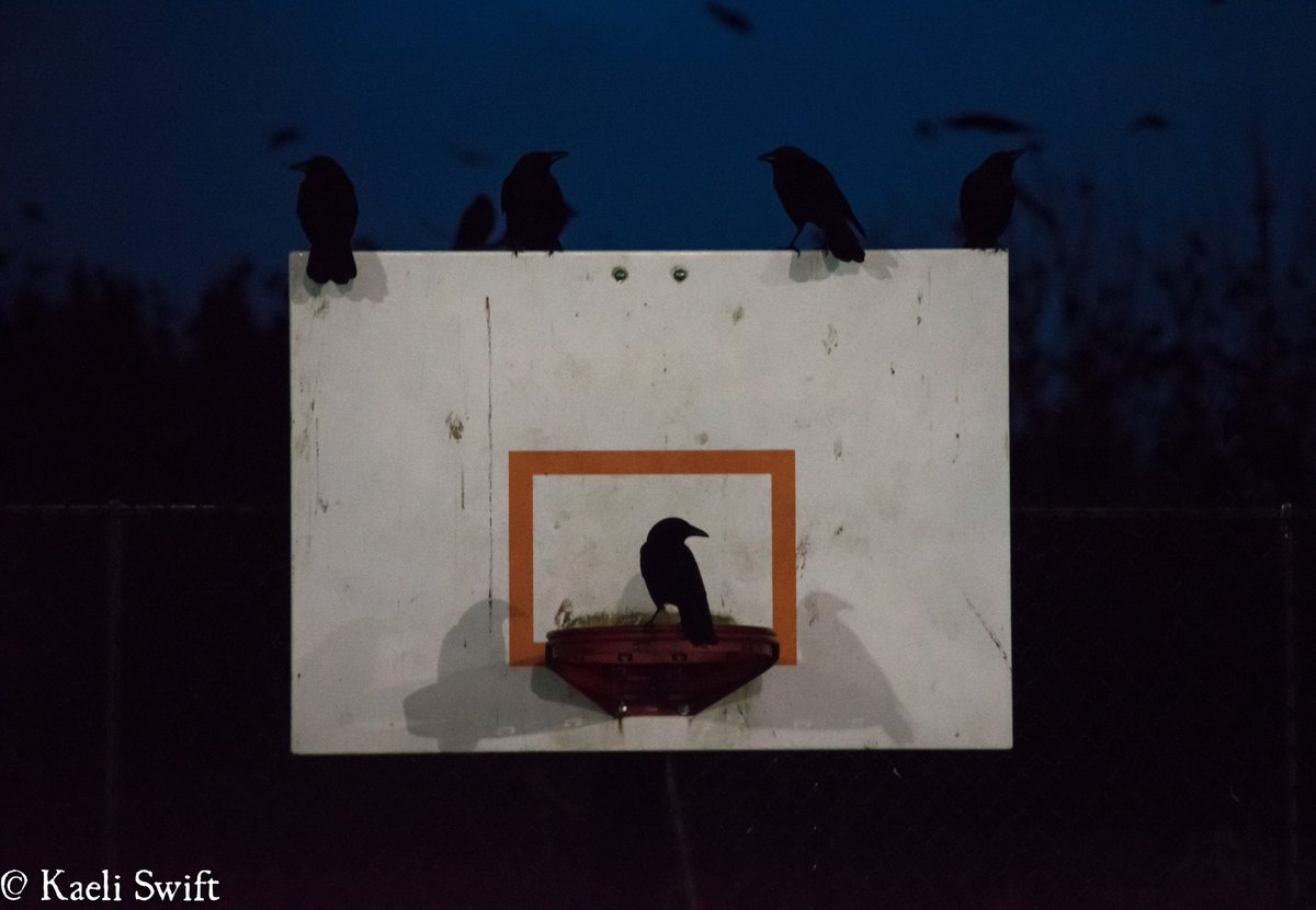 Chapter four: Roosting crows