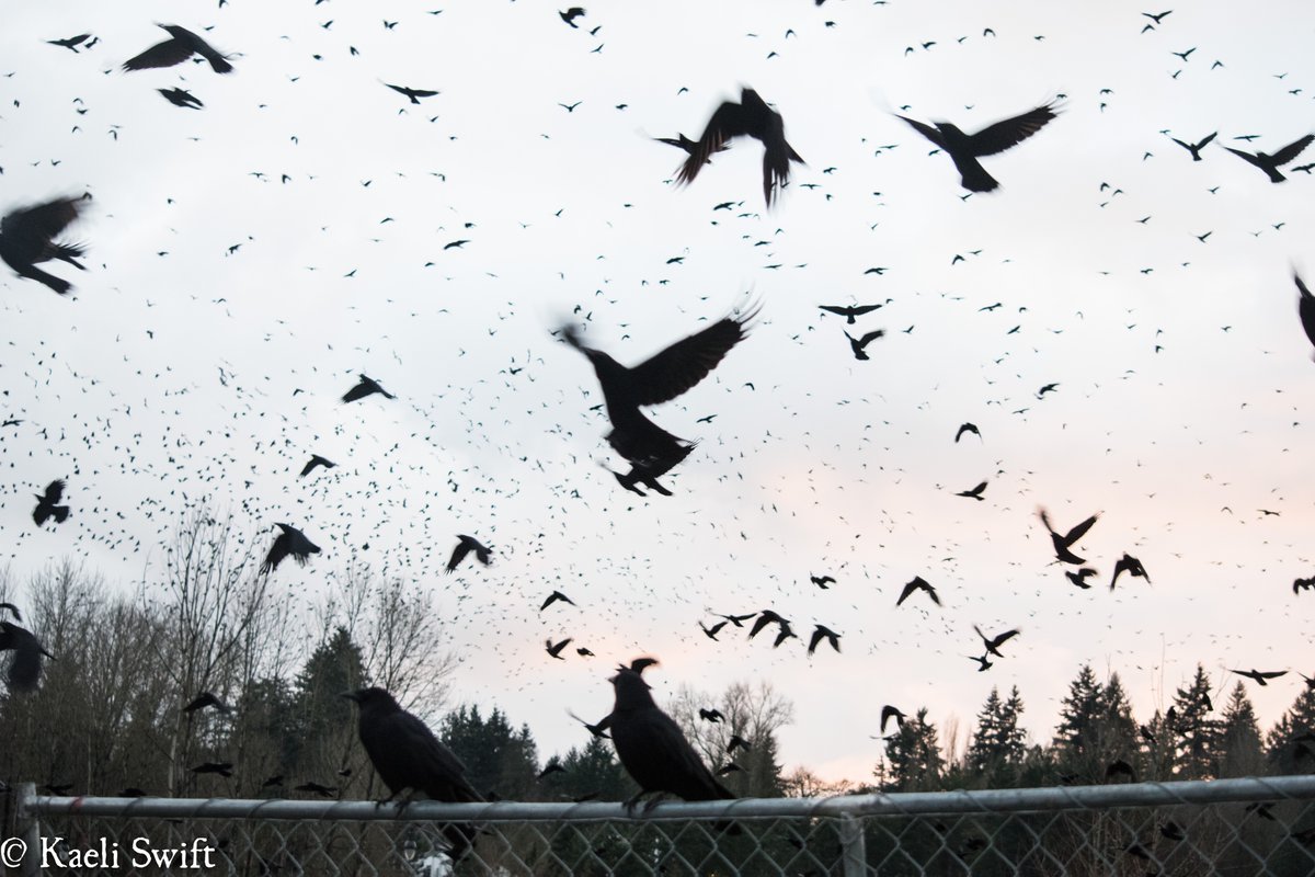 Chapter four: Roosting crows