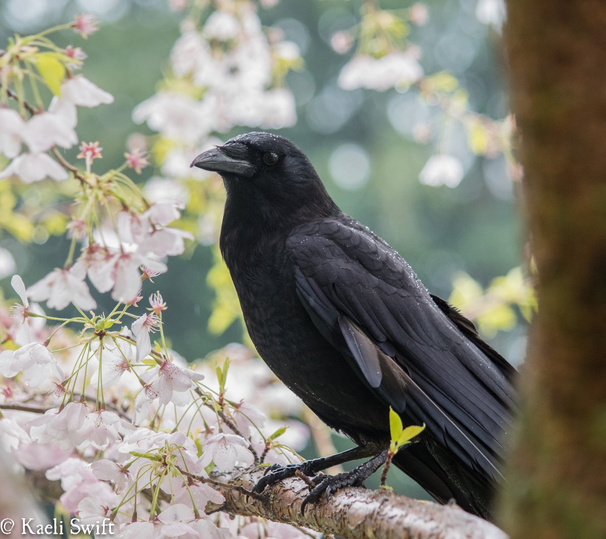 Chapter five: Spring crows