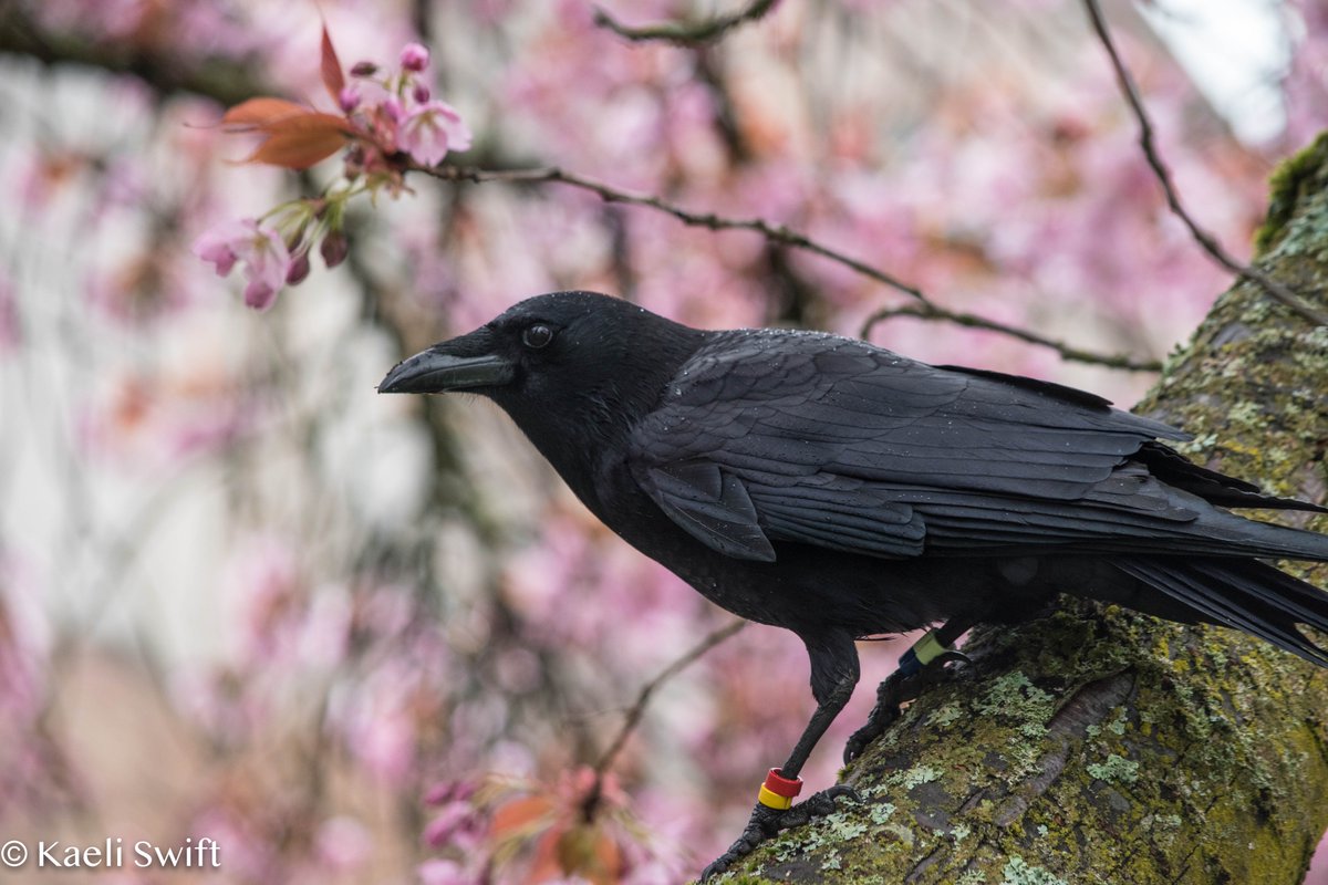 Chapter five: Spring crows