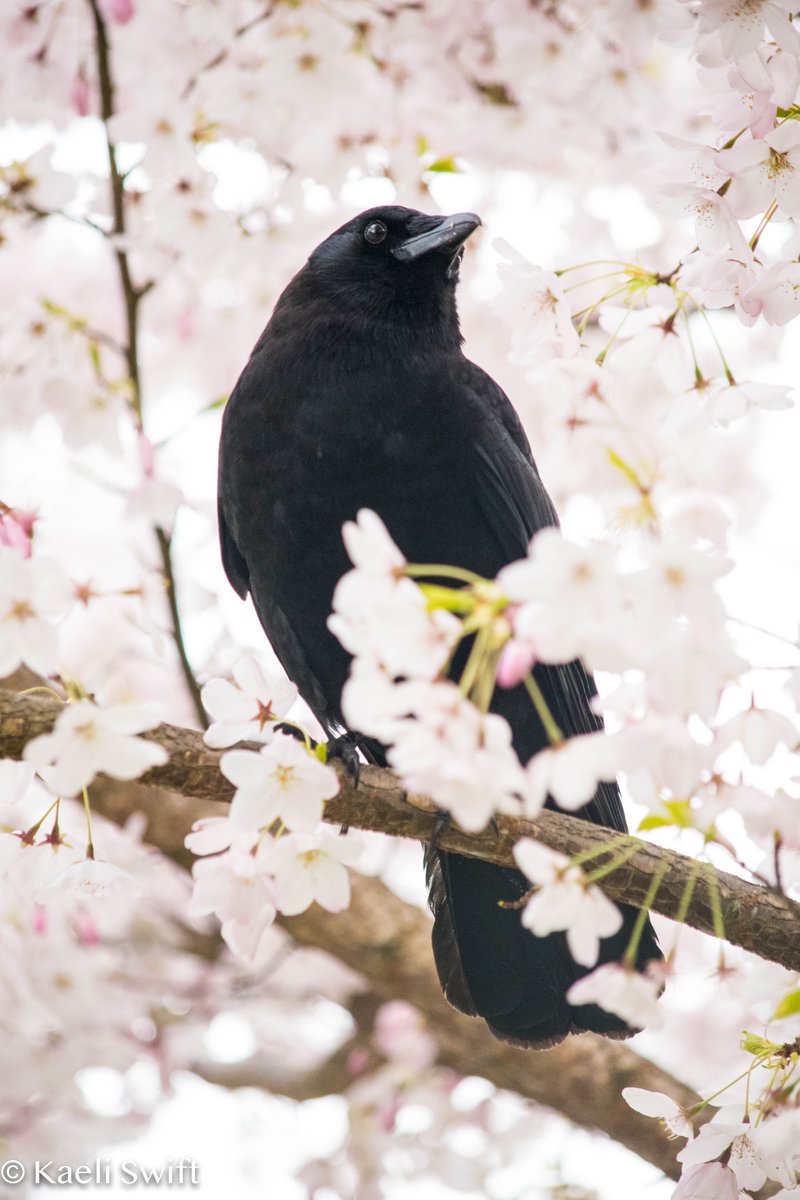 Chapter five: Spring crows