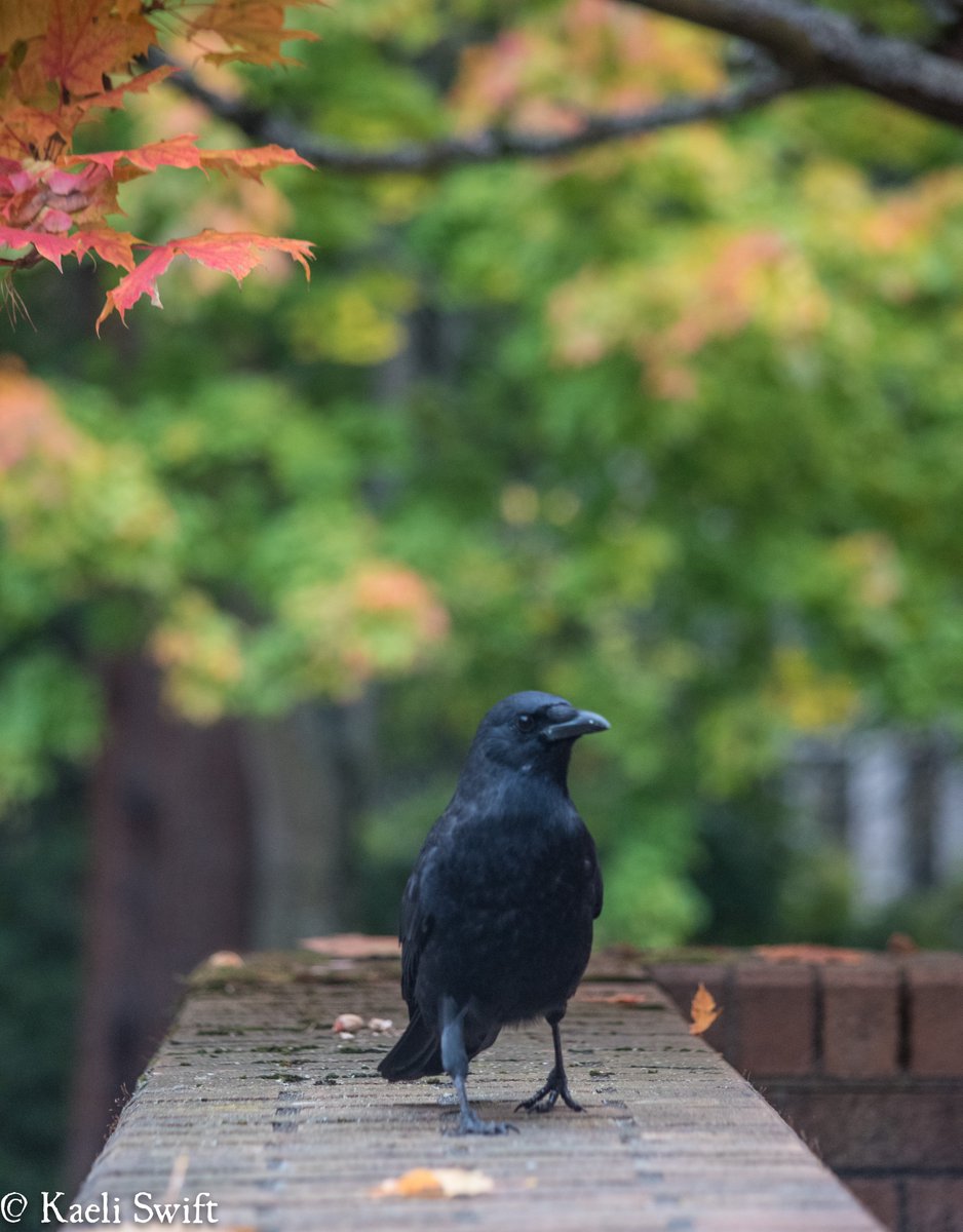 Chapter six: Fall crows