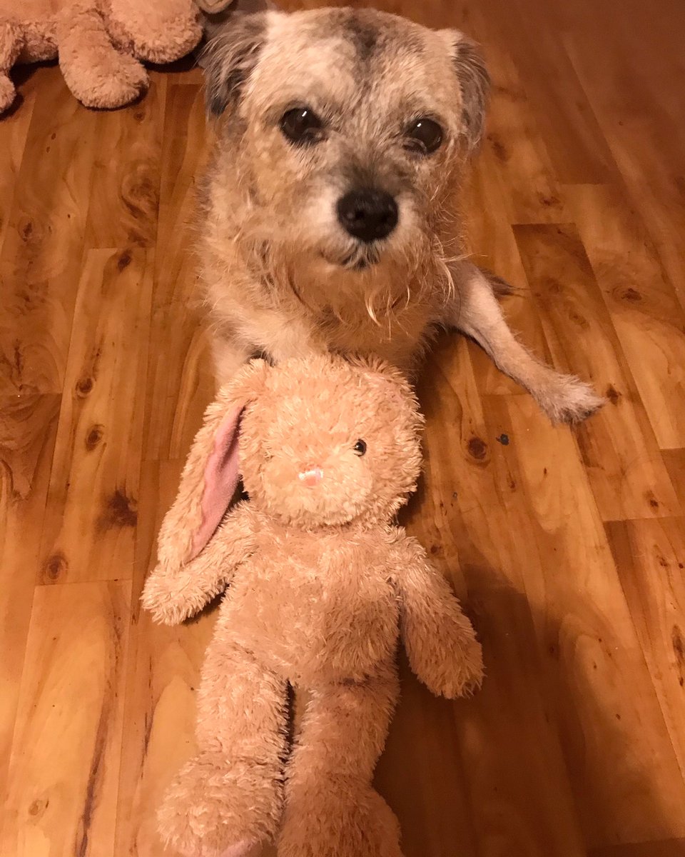 girlytheborder's tweet photo. Chillin with my bunny wabbit! #friendies ☺️🤗🐰💖 https://t.co/sX90IVClj6