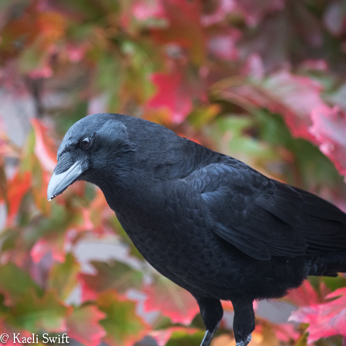 Chapter six: Fall crows