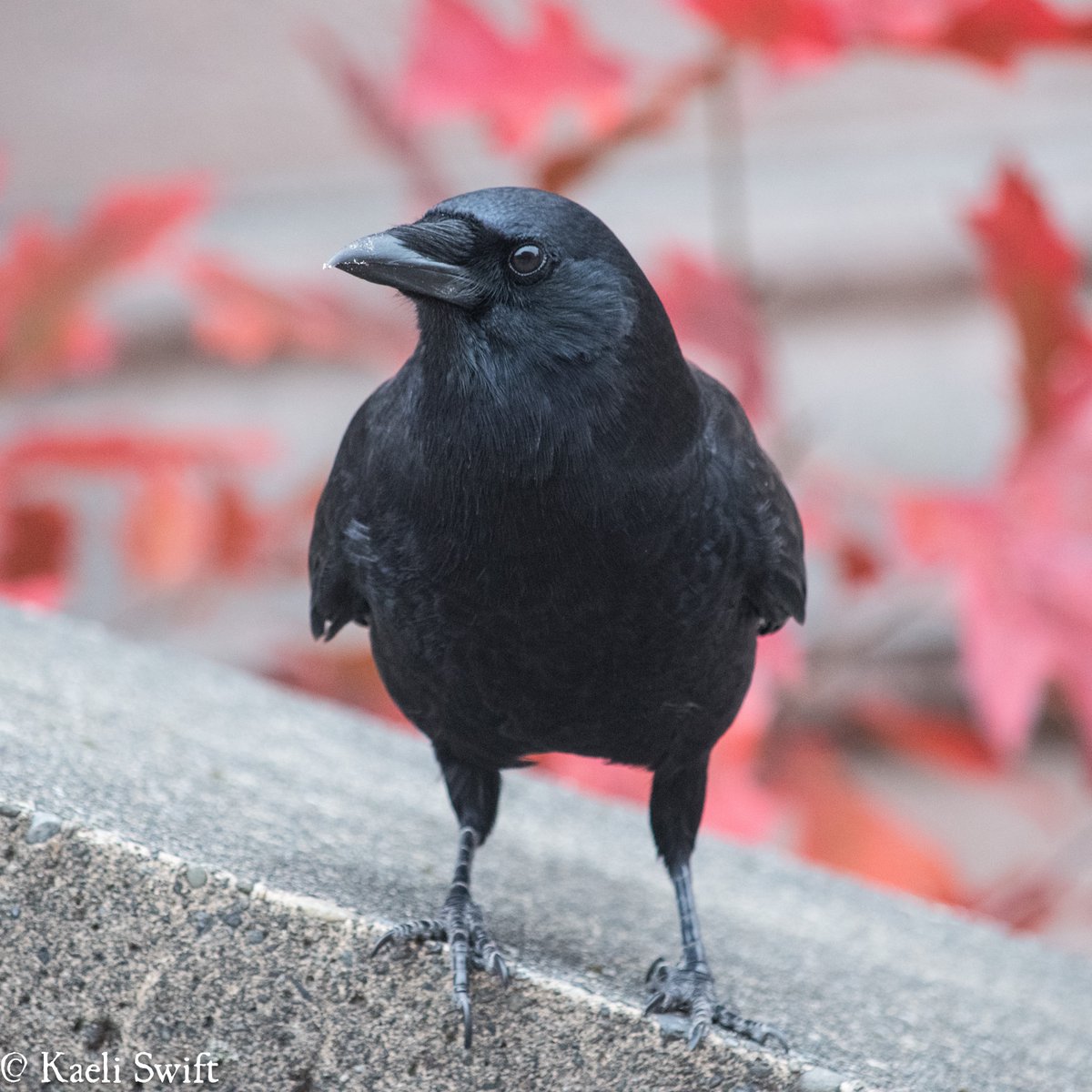 Chapter six: Fall crows