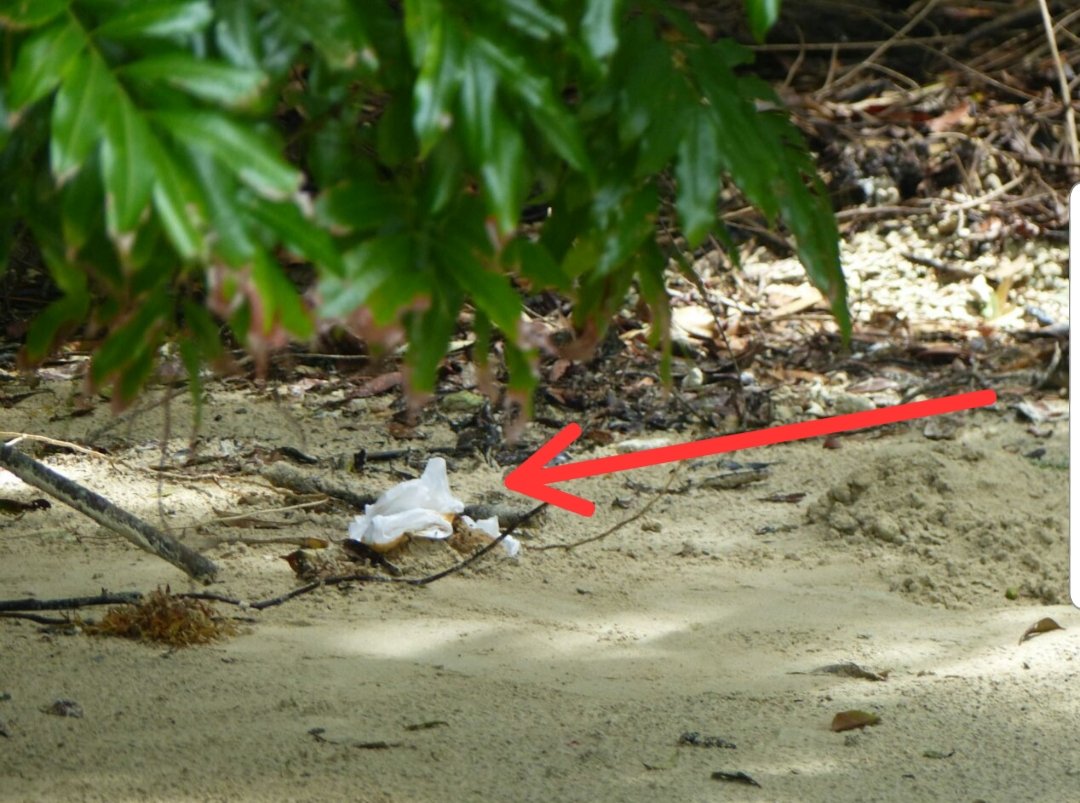 #ALERTA Repudiamos este anteproyecto busca ACABAR con un Sitio d especies endémicas Isla Escudo de Veraguas Degö, No tiene un Plan de Manejo, Ni Reglamento Esto no es para Turismo Comunitario, esto hacen sus visitantes <a href="/castillero_me/">Marcos Castillero</a> @MConcepcionL <a href="/MiAmbientePma/">Ministerio de Ambiente de Panamá</a> <a href="/conserveturtles/">SeaTurtleConservancy</a>