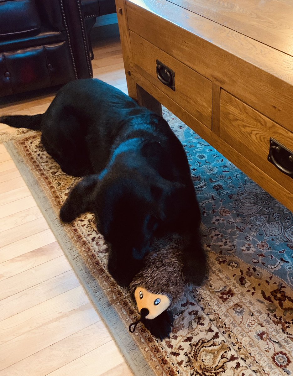 drtazdevil's tweet photo. @NatPetStore Poppy absolutely adores Harry🦔 although I’m not sure how long he’ll last! 🤷‍♀️ https://t.co/UBch0ZnoLe