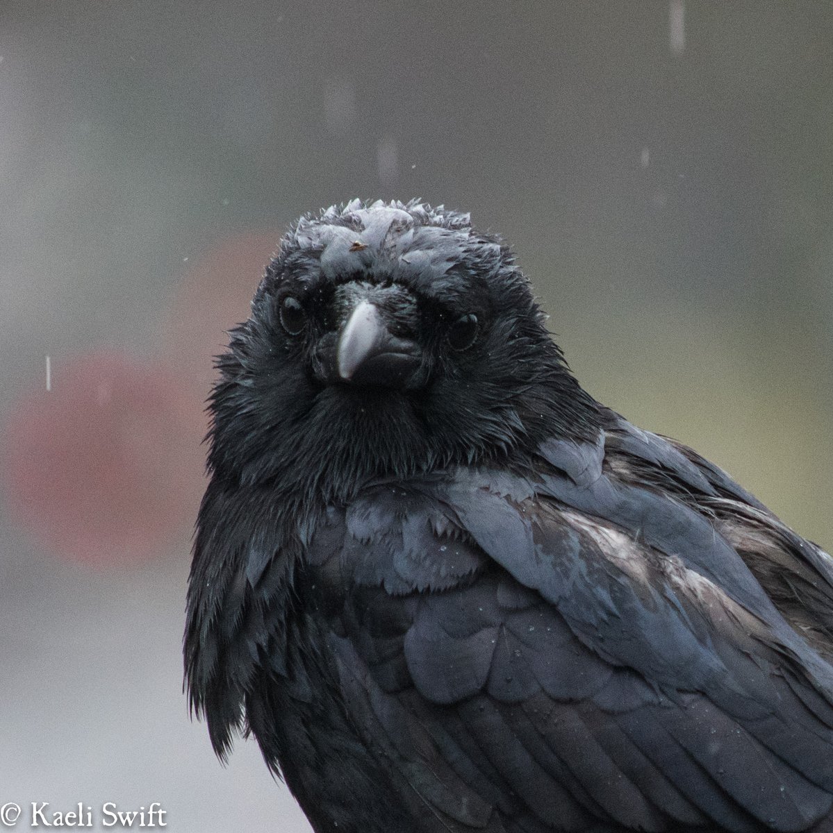 And chapter eight: Sweet-faced crows Take care of yourself, and if you're able watch some birds today 