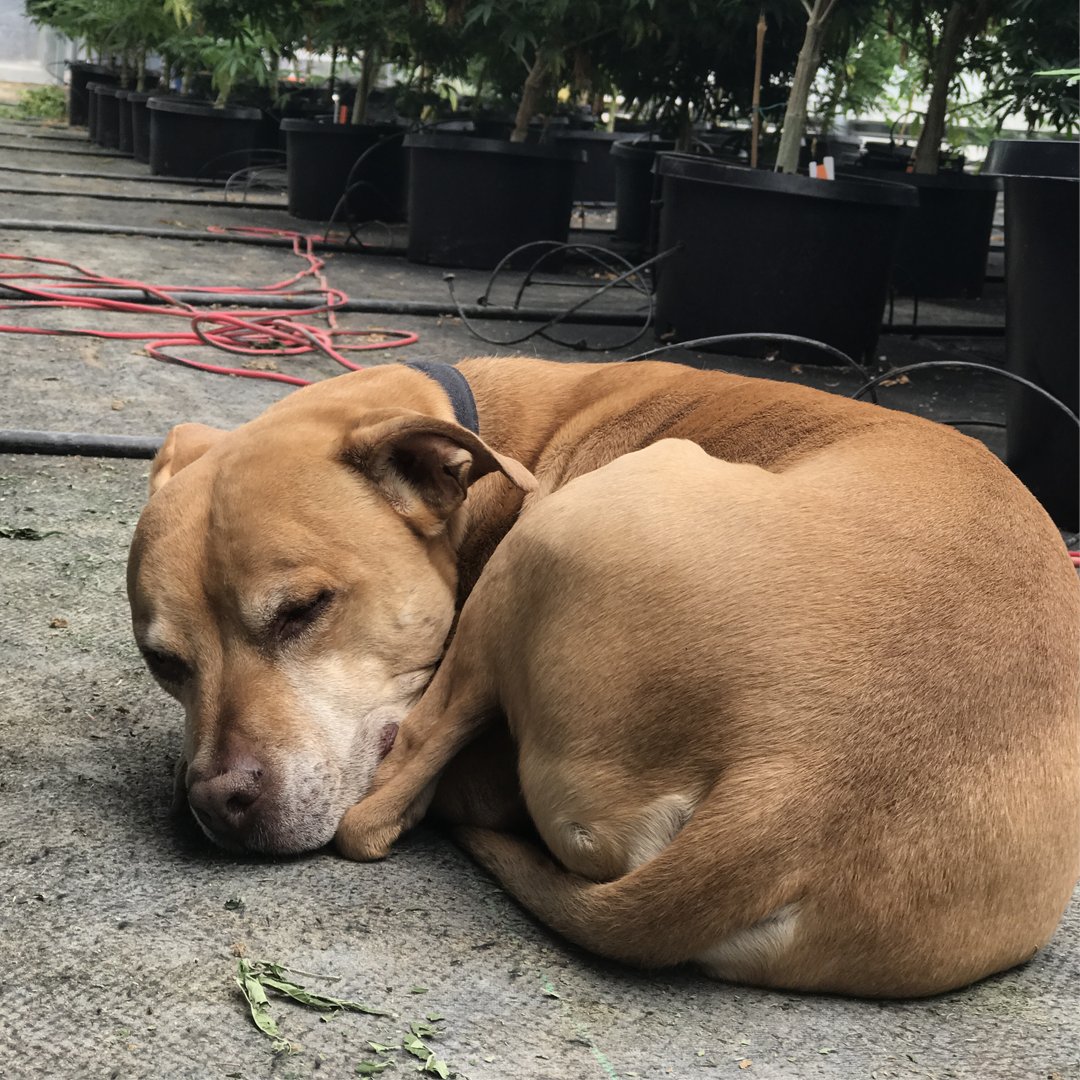 PurePetCBD's tweet photo. Hemp farming is hard work! Here's Mack taking a much deserved nap inside one of our greenhouses. 💤 https://t.co/RnzkZNy2jU