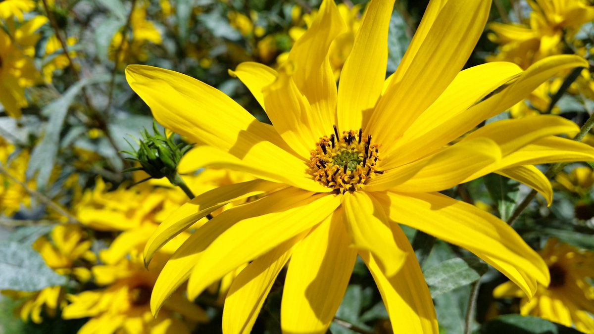 GDarekGD's tweet photo. ลปรณลty jesiennyโฆ kwiat ๐ z bliska.
#HelianthusTuberosus #SลonecznikBulwiasty #topinambur #NaturePhotography #flowerphotography #macrophotography #CC0 #beeatwork #beelife ๐ #galaxyS5 https://t.co/sxEz86cmFi