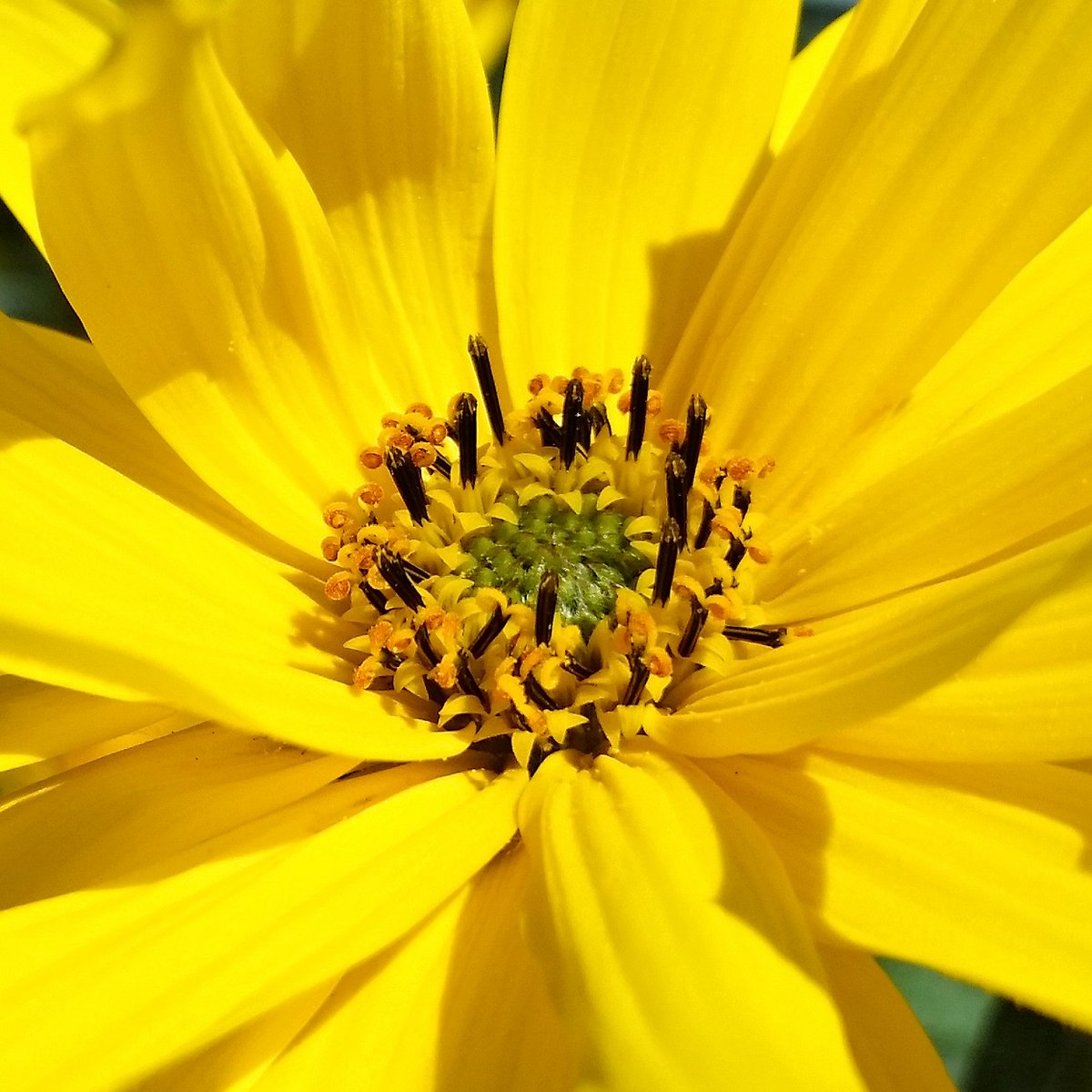 GDarekGD's tweet photo. ลปรณลty jesiennyโฆ kwiat ๐ z bliska.
#HelianthusTuberosus #SลonecznikBulwiasty #topinambur #NaturePhotography #flowerphotography #macrophotography #CC0 #beeatwork #beelife ๐ #galaxyS5 https://t.co/sxEz86cmFi