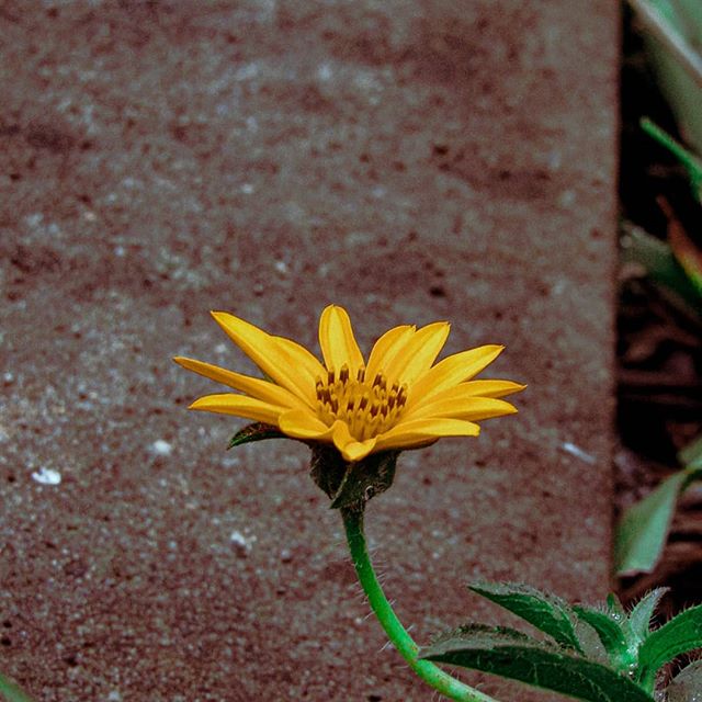 BebothPhotos's tweet photo. 💛

#fotografia #foto #fotododia #fotos #jardimalgarve #natureza
#flores #fotododia #fotoarte #jardimalgarve #alvorada #ligthroom #edição #fotostumbrl https://t.co/SZUWTVtEPt