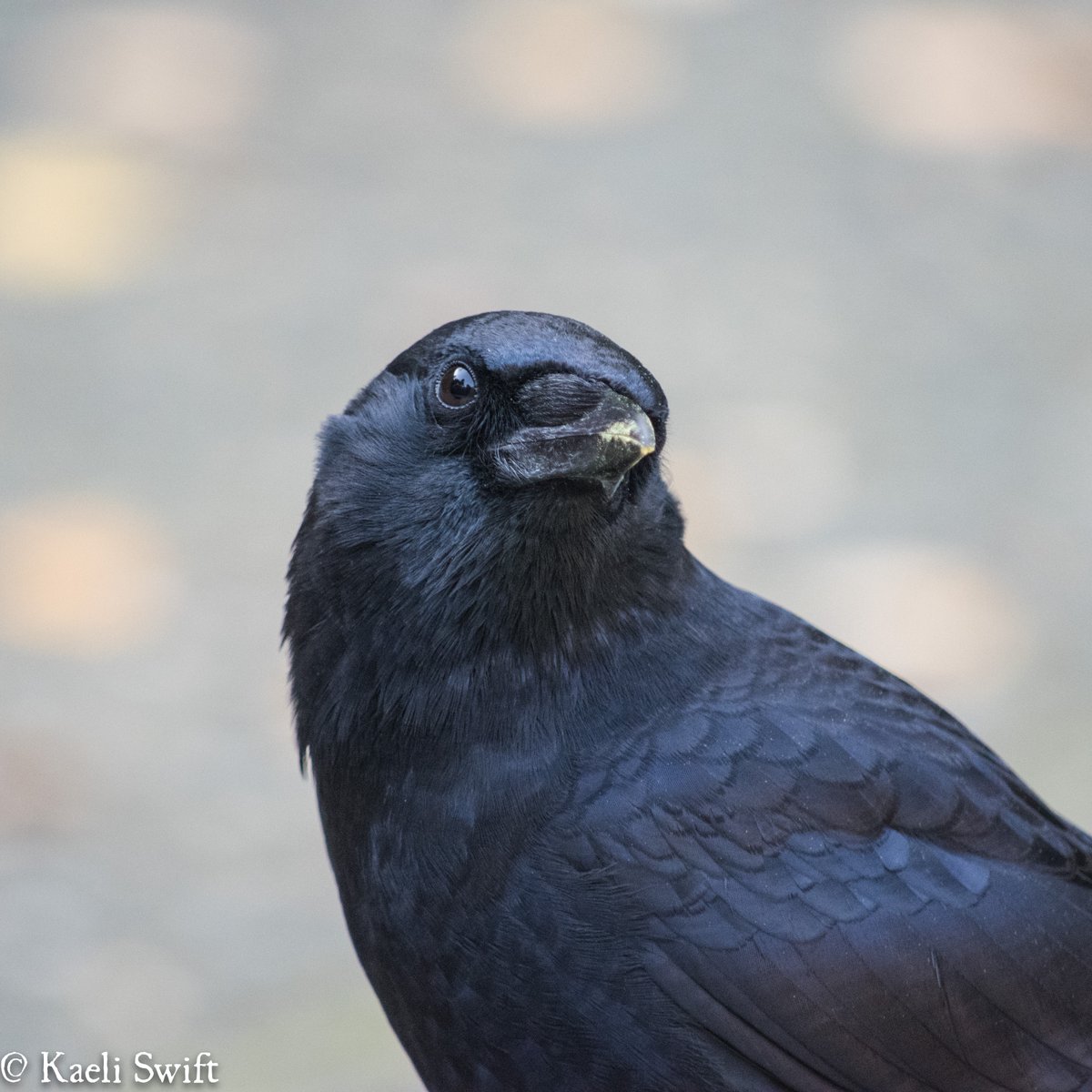 And chapter eight: Sweet-faced crows Take care of yourself, and if you're able watch some birds today 