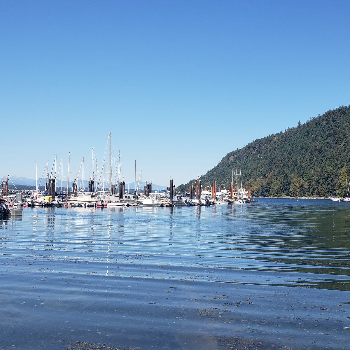 MS_athlete's tweet photo. Final prep for our launch from Fords Cove
#wildswimming #hornbyisland #marathonswimming #openwaterswimming #withms4ms https://t.co/bzwI1l6cnw