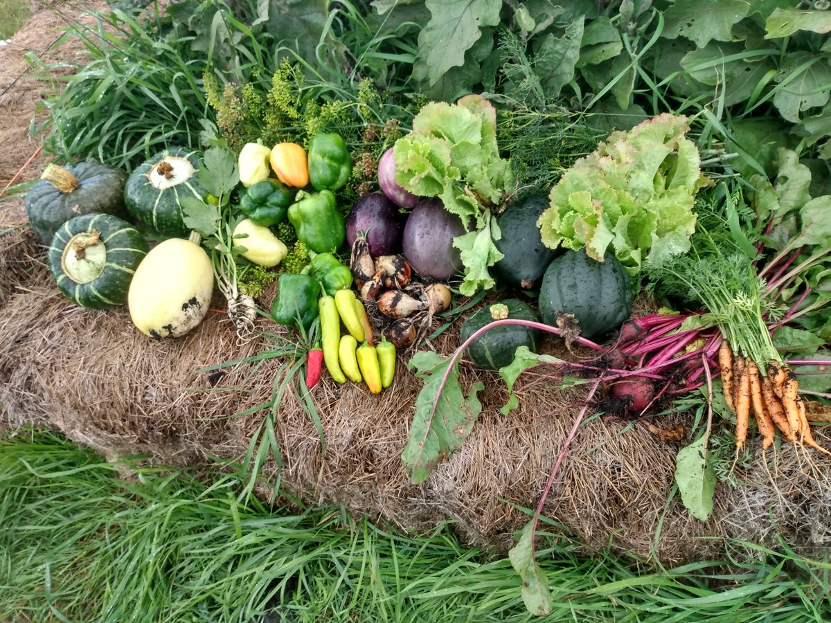 aeblm2's tweet photo. Just a little bit of the first take at the beausejour gardens.  #abundantnature #natureprovides #freedom #growfoodnotlawns #wuwei #getoff @openfoodforest https://t.co/S228vIIweK