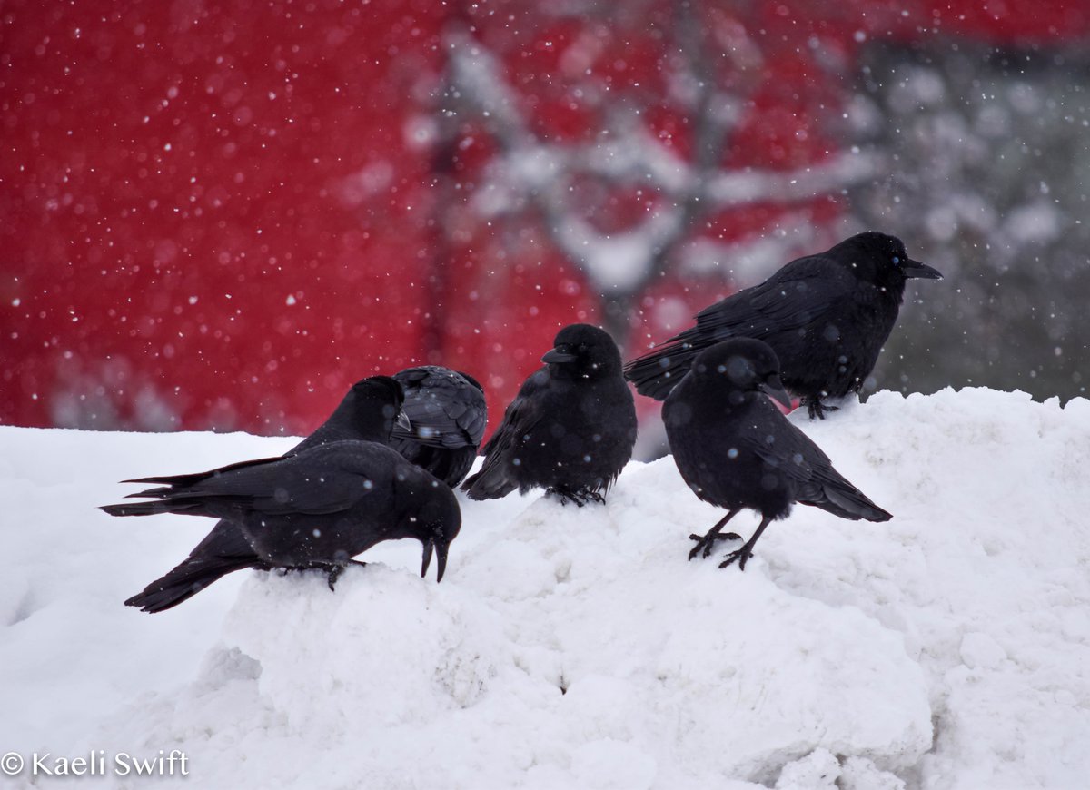 Chapter seven: Winter crows