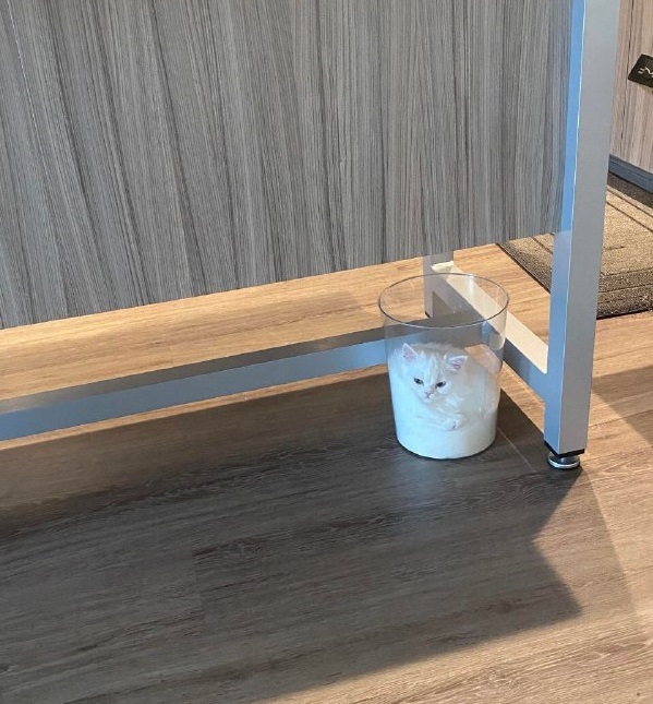 Разрыхлитель Мозгов™ tweet media