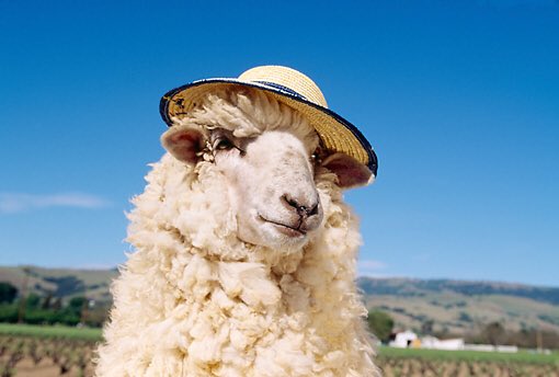 the moon's wife on Twitter: "instead of getting into a pointless argument on the internet, why don't you look at these pictures of sheep wearing hats https://t.co/BmwdN2OipO" / Twitter
