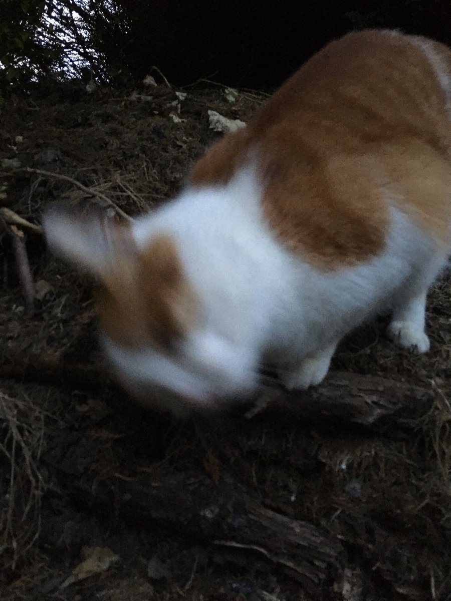 Vicpurrr's tweet photo. No one:

Me: https://t.co/BbyINNkHzR