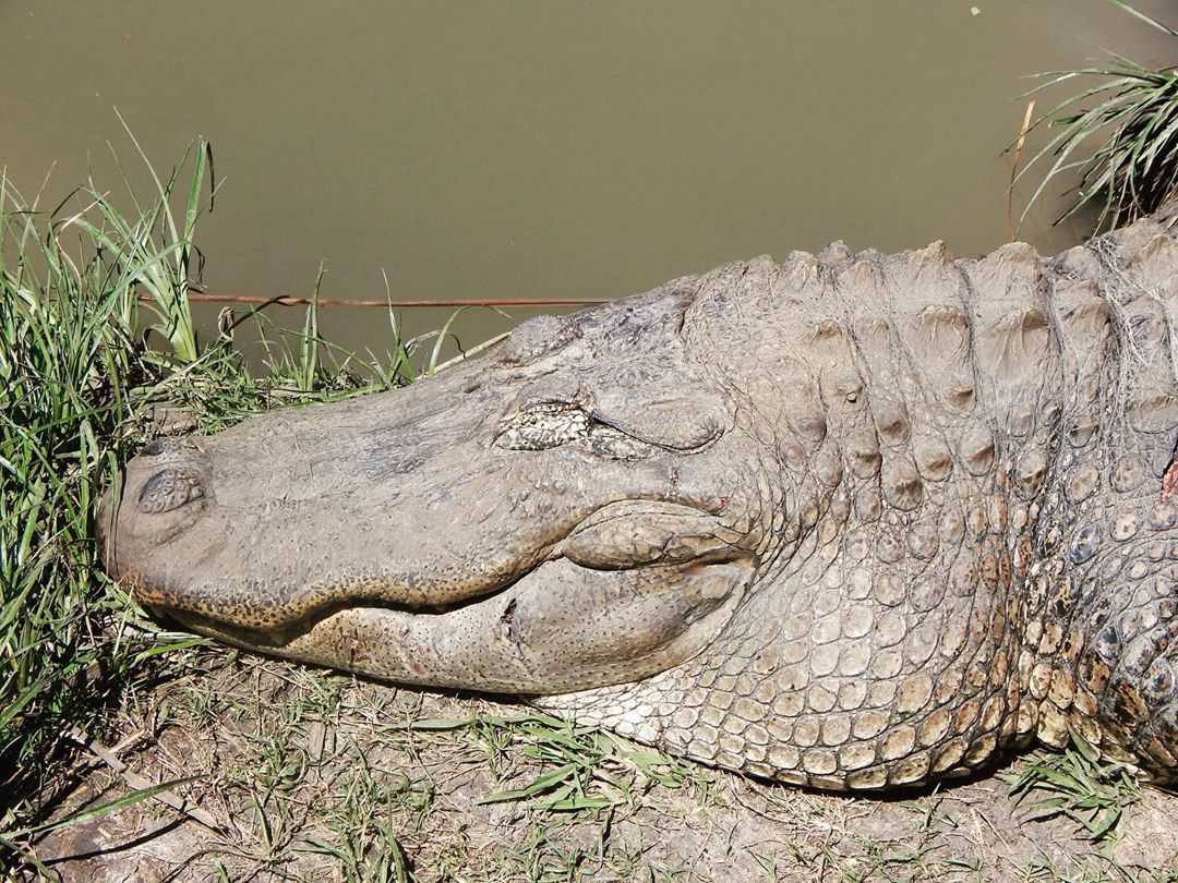 GatorsDaily's tweet photo. no man can have all 4

1) thicc necc
2) scaly back
3) cute smile
4) flat https://t.co/laTWfv3Y5D