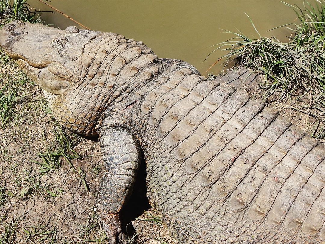 GatorsDaily's tweet photo. no man can have all 4

1) thicc necc
2) scaly back
3) cute smile
4) flat https://t.co/laTWfv3Y5D