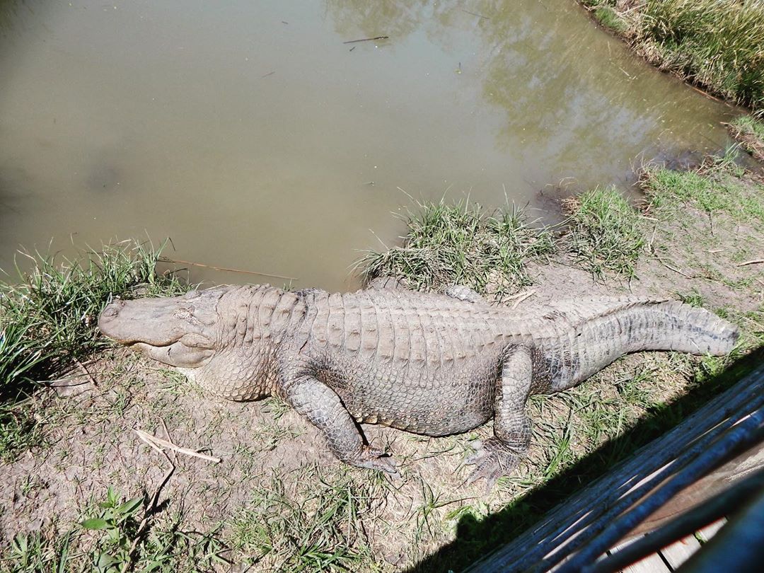 GatorsDaily's tweet photo. no man can have all 4

1) thicc necc
2) scaly back
3) cute smile
4) flat https://t.co/laTWfv3Y5D