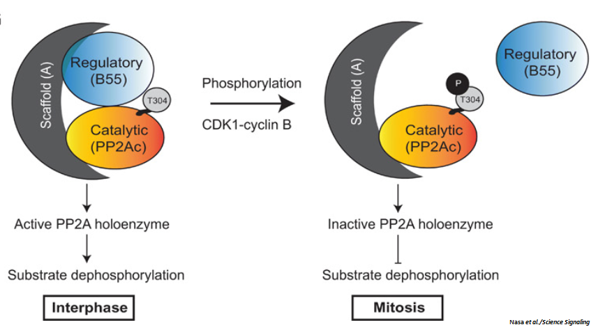 scisignal's tweet photo. Using an integrated #proteomics approach to study the kinome-phosphatome, the @KettenbachLab finds that the kinase #CDK1 supports #mitosis by directly and indirectly inhibiting the formation of PP2A holoenzyme. #MassSpectrometry @GeiselMed @ishanasa https://t.co/xdLpcfb2SO https://t.co/T0hV0rjLaq