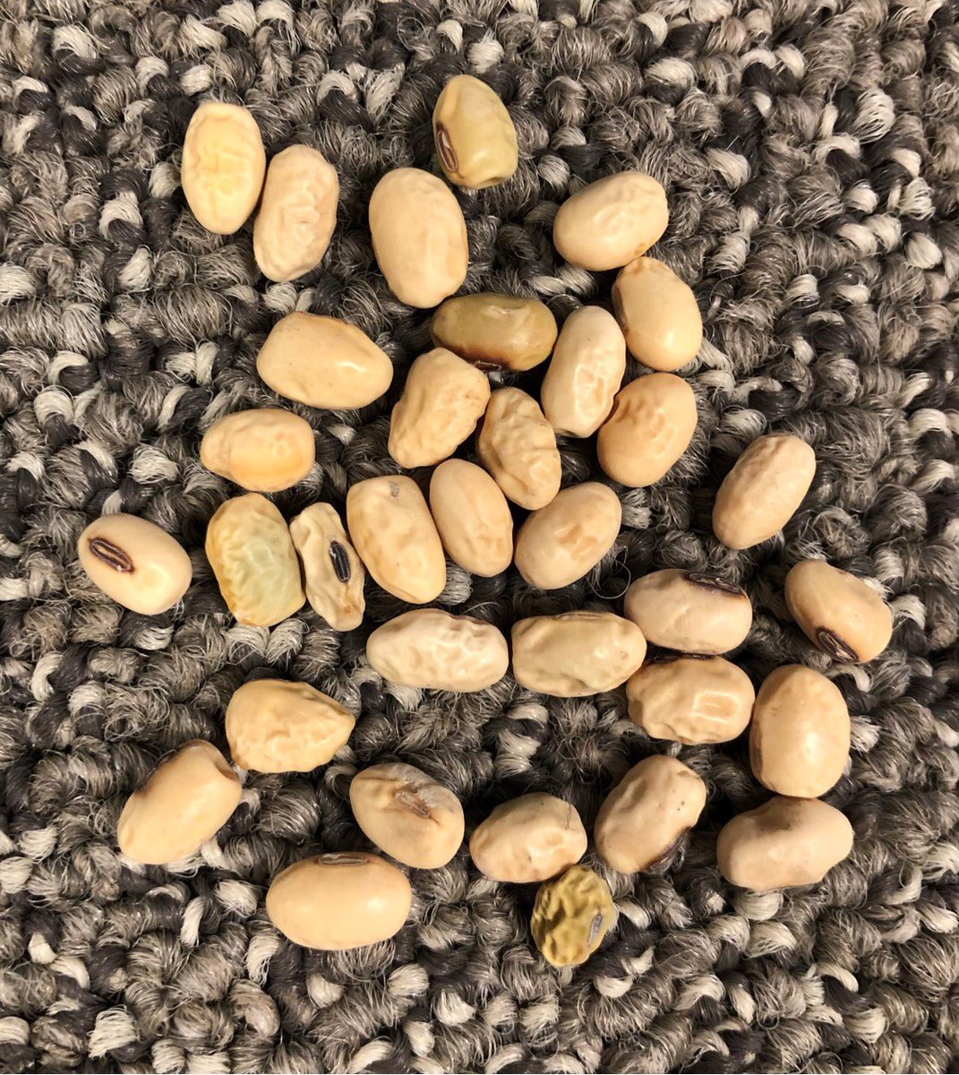 JesseMoch's tweet photo. I would expect to see a fair amount of this in the hopper. Pics from previous years with frost from Wahpeton Production Plant. https://t.co/C63bVC3gMf