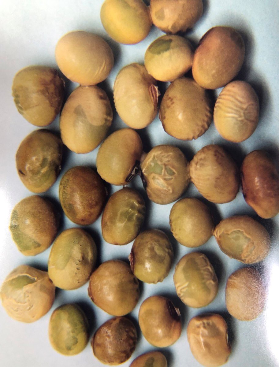 JesseMoch's tweet photo. I would expect to see a fair amount of this in the hopper. Pics from previous years with frost from Wahpeton Production Plant. https://t.co/C63bVC3gMf