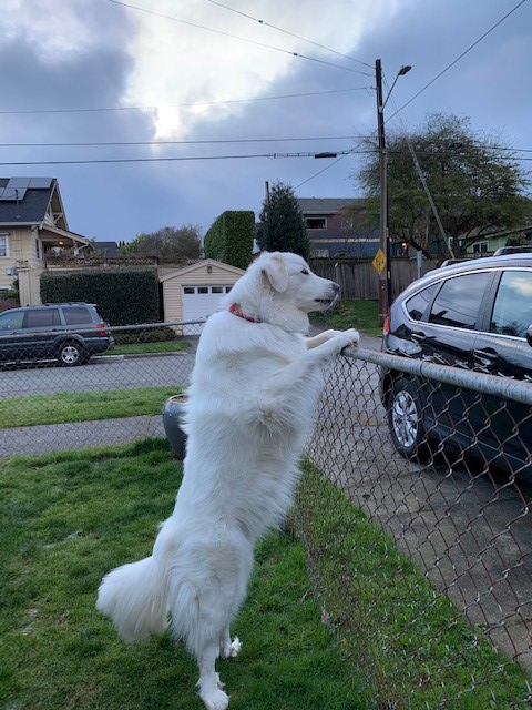 SeattleSPU's tweet photo. Branston loves waiting for his buddies, the solid waste collectors, who bring him treats &amp; say "Hello". He wasn’t able to be outside one week but they didn't forget about him ❤️. Thank you to our essential staff for making our city better for everyone 🐾. #ThankYouSPUFrontLine https://t.co/gYVL22c7r6