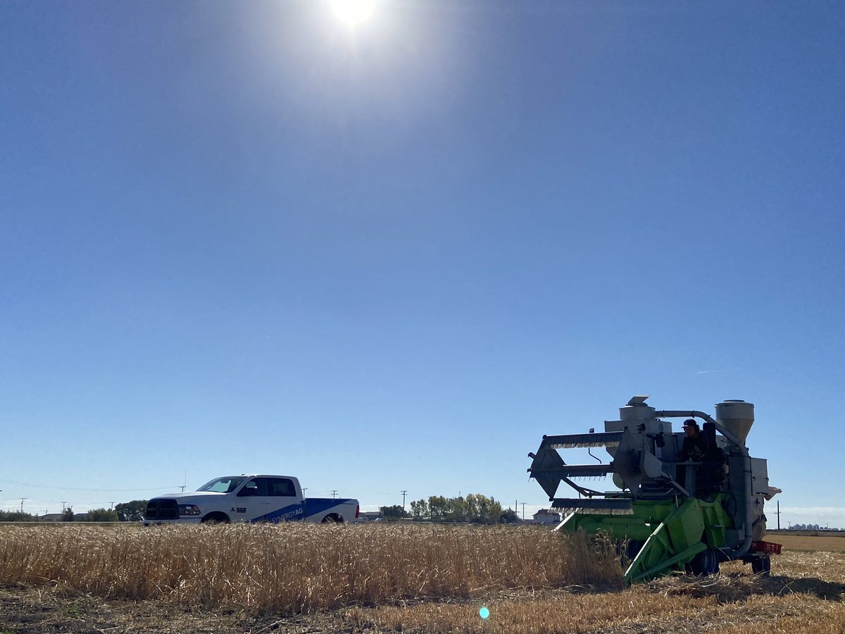 SynergyAG Lumsden (@synergyaglumsdn) on Twitter photo It’s harvest day here at our small plots in Pense, SK. Stay tuned for results! <a href="/PTRI_18/">Palliser Triangle Research</a> It’s harvest day here at our small plots in Pense, SK. Stay tuned for results! <a href="/PTRI_18/">Palliser Triangle Research</a>