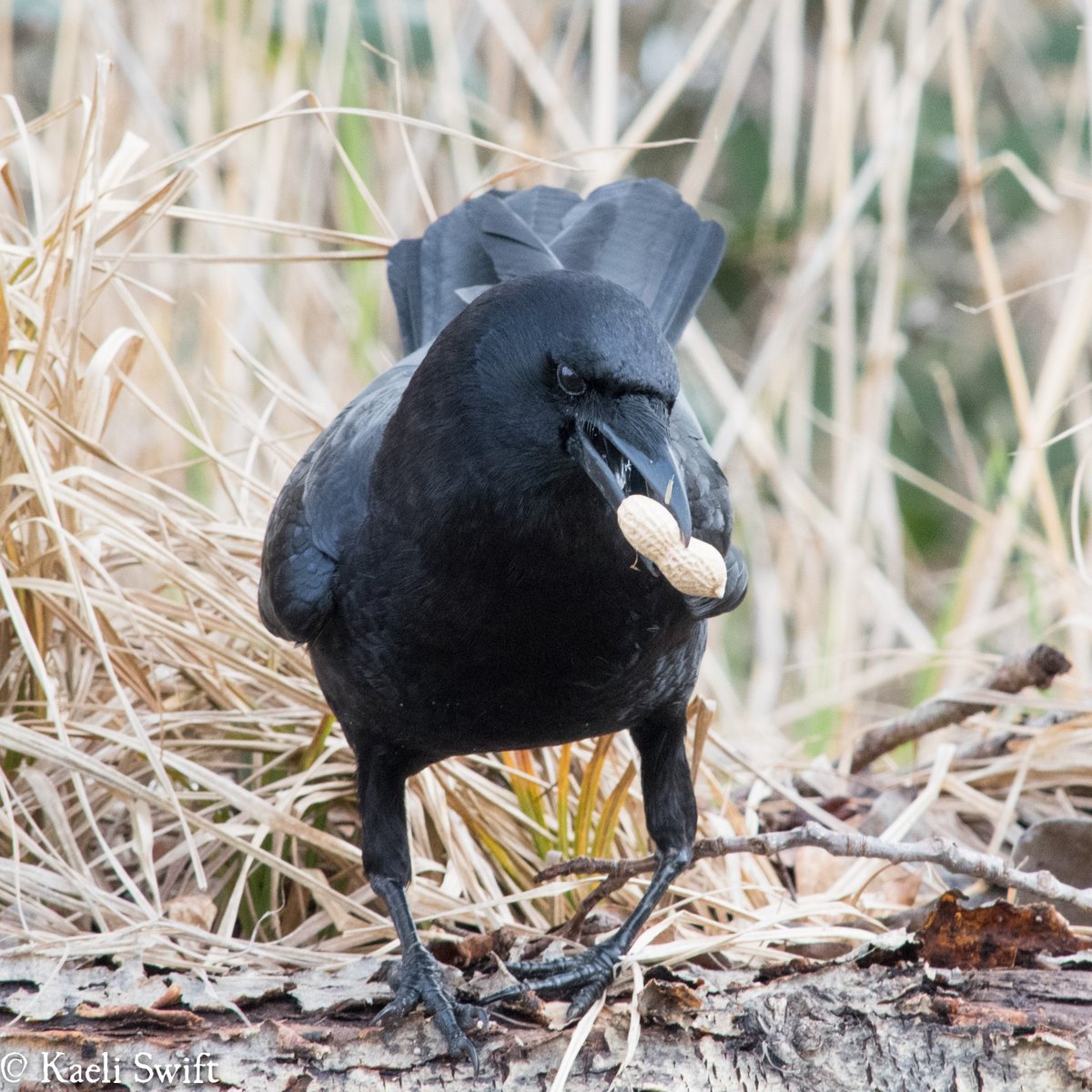 And chapter eight: Sweet-faced crows Take care of yourself, and if you're able watch some birds today 