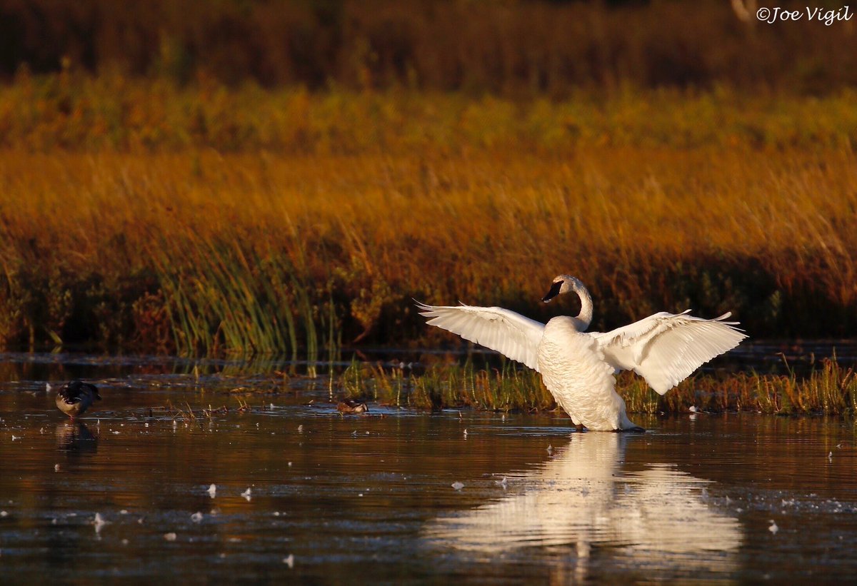 JoeVigil's tweet photo. Another pretty Potter Marsh sunset! #pottermarsh #anchorage #sunset #anchoragesunset #swan #swans #trumpeterswans https://t.co/Lm3OvdyILA