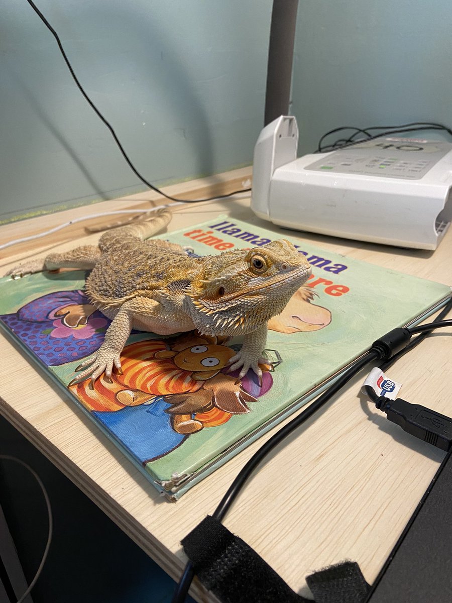 eakreider's tweet photo. I think our favorite part of the day is when Nike comes to join our class! Today she helped us read Llama Llama Time to Share! #petsintheclassroom #virtualclasspet #virtualfirstgrade https://t.co/Y4FBAslo6l