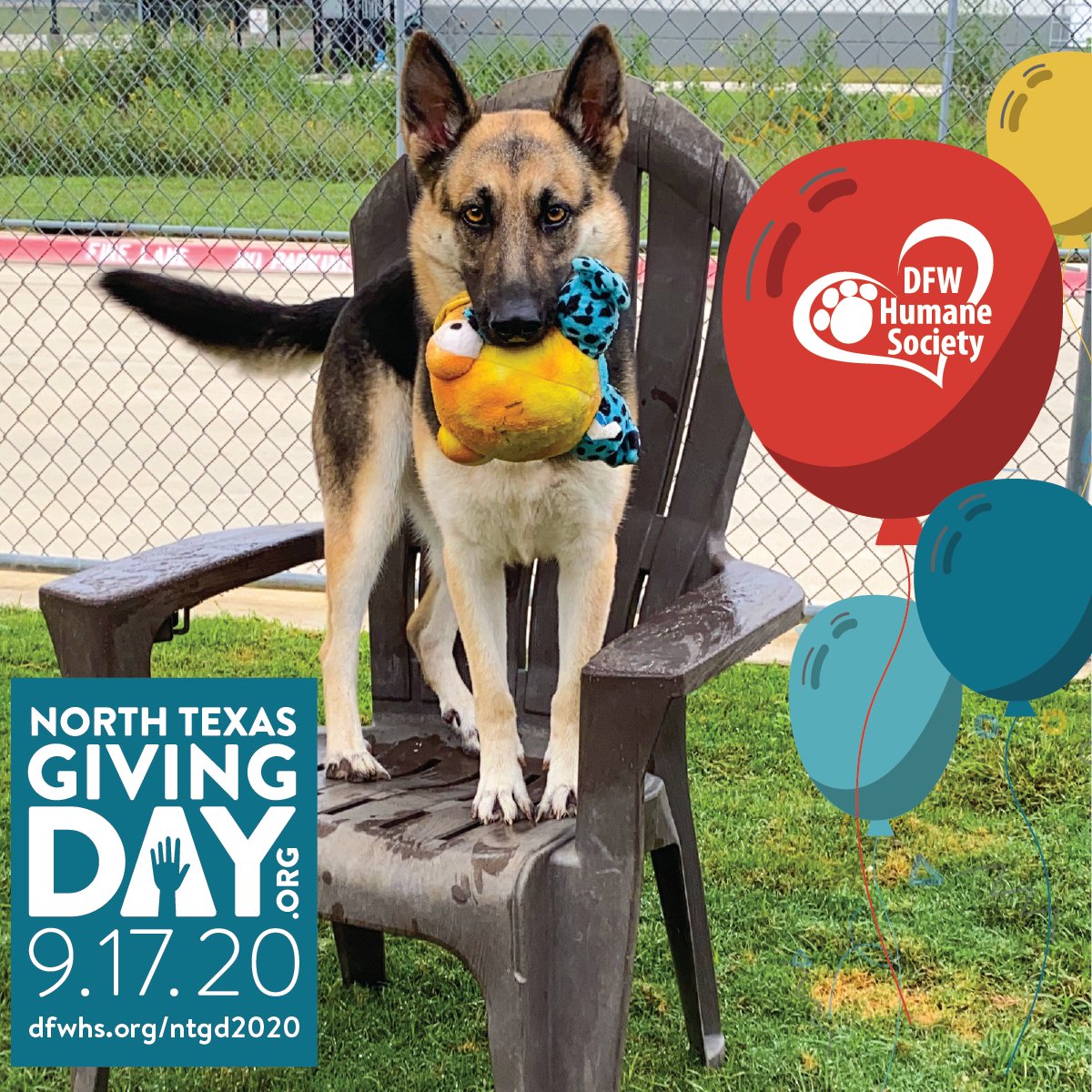 dfw german shepherd adoption society