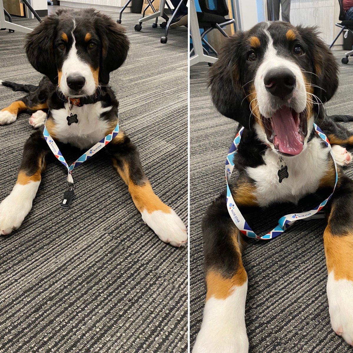 Nothing makes a rainy Thursday better than a visit from Camden!  He loves coming in with his dad so that he can get extra love and playtime with the team.  #bringyourpettowork #bluestar #cyber #lovewhereyouwork