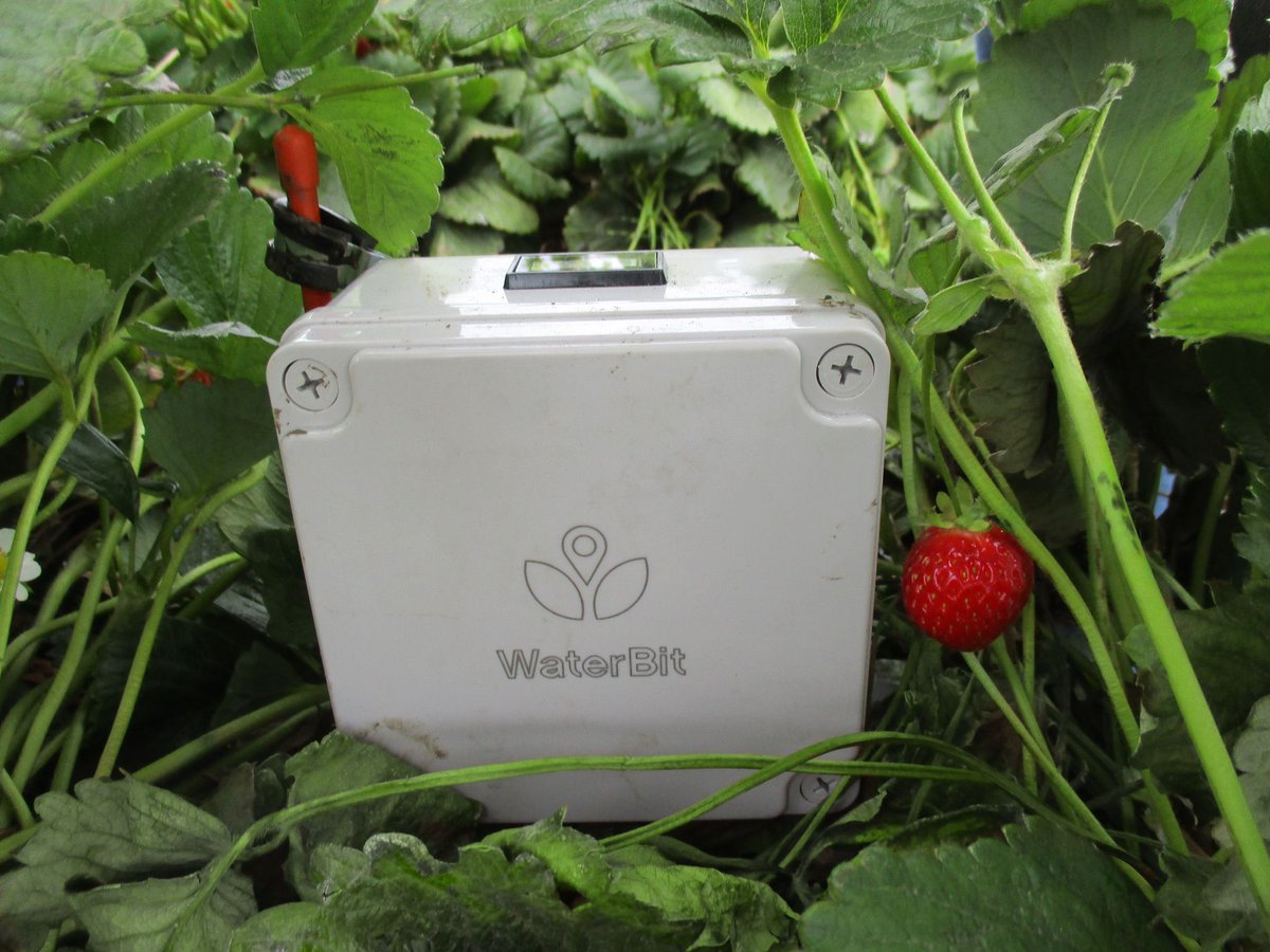 Wouldn't it be nice to have precision irrigation equipment that stays out of the way of harvesters, field crews and bug vacs, minimizing additional work? It's a reality with WaterBit. buff.ly/31iisd5 #strawberry