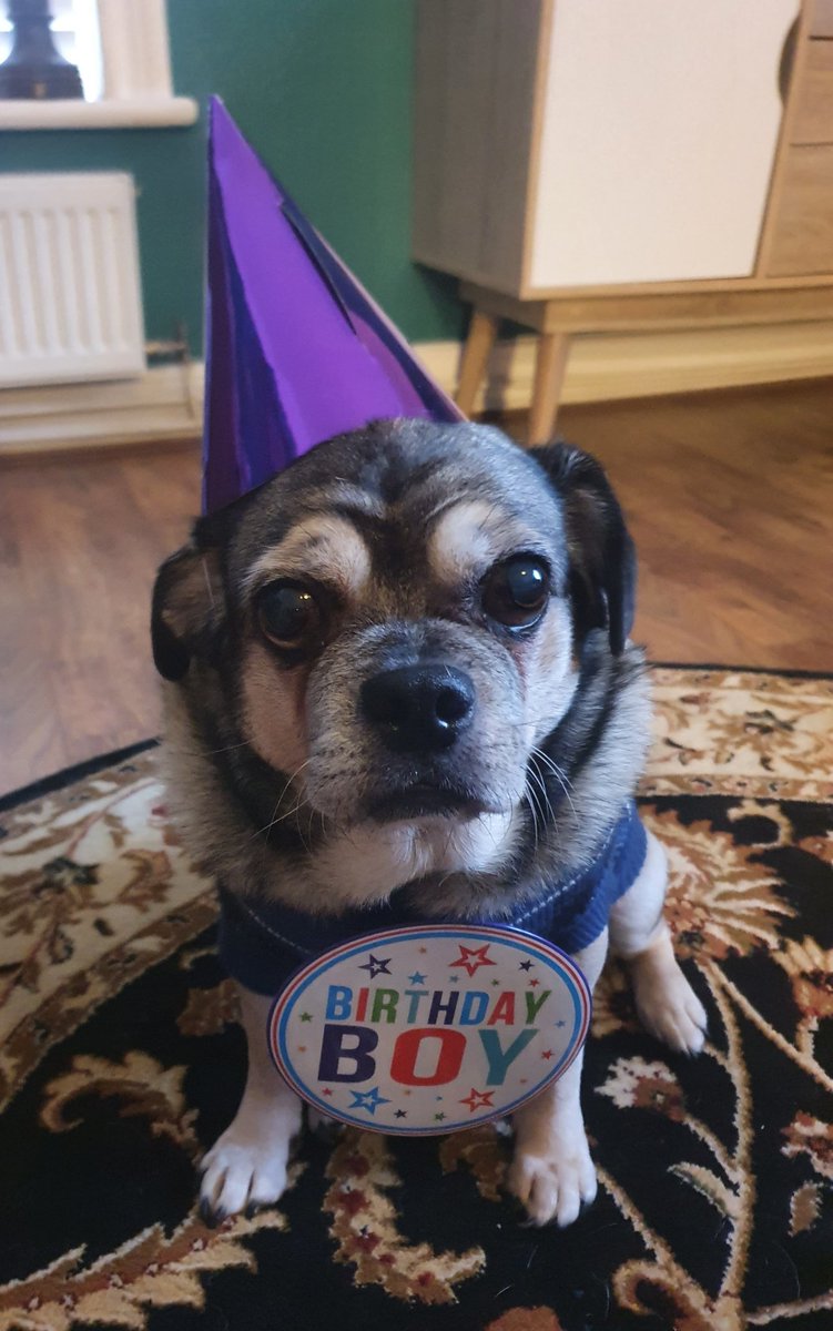 northernpromise's tweet photo. Only right to throw a party for the little guy.., the big one zero, & 10 great loyal years too 💙
Proud as punch in his new jumper off his dad 😁👌
Hot dog sausages & cookies for tea 🍽
#oneofthefamily #ourgeorge #dogs https://t.co/7esklnCnxc