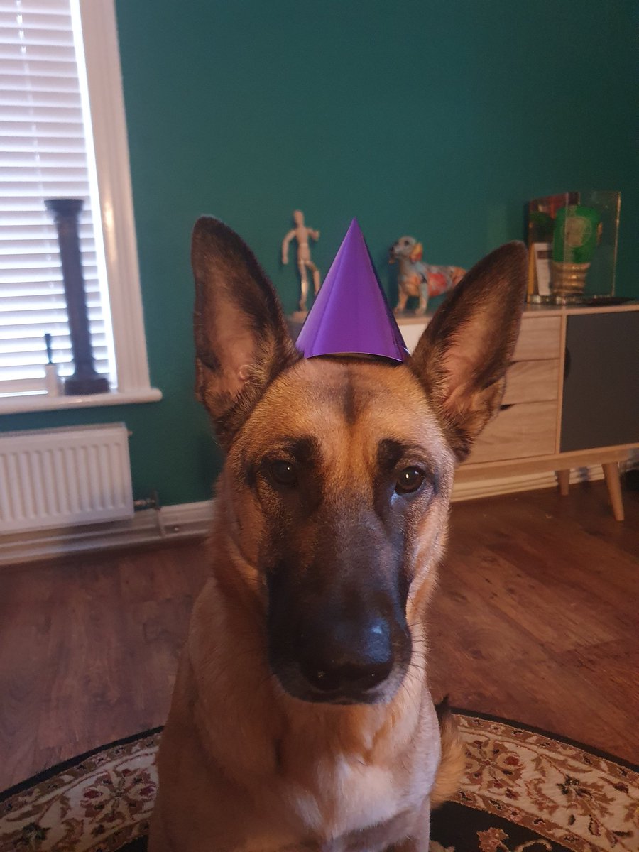 northernpromise's tweet photo. Only right to throw a party for the little guy.., the big one zero, & 10 great loyal years too 💙
Proud as punch in his new jumper off his dad 😁👌
Hot dog sausages & cookies for tea 🍽
#oneofthefamily #ourgeorge #dogs https://t.co/7esklnCnxc