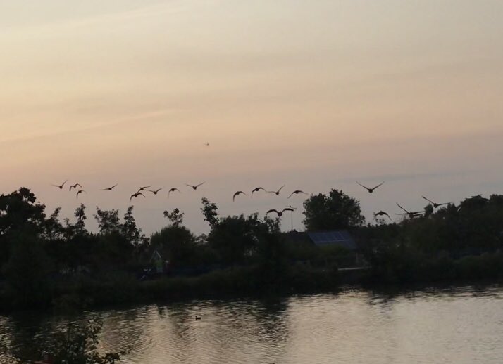Good night geese . #geeseflyingoff #billericaylakemeadows